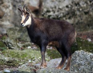Chamois French Alps Wildlife