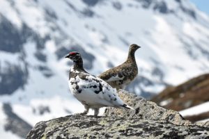 Ptarmigan French Alps Wildlife
